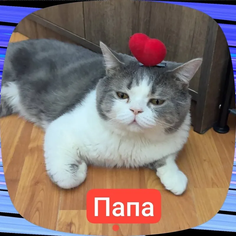 Скотиш страйт котята 6 Скотиш страйт котята 6