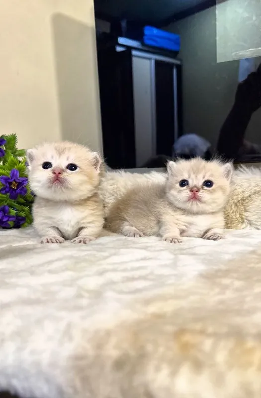 Эксклюзив манчкин