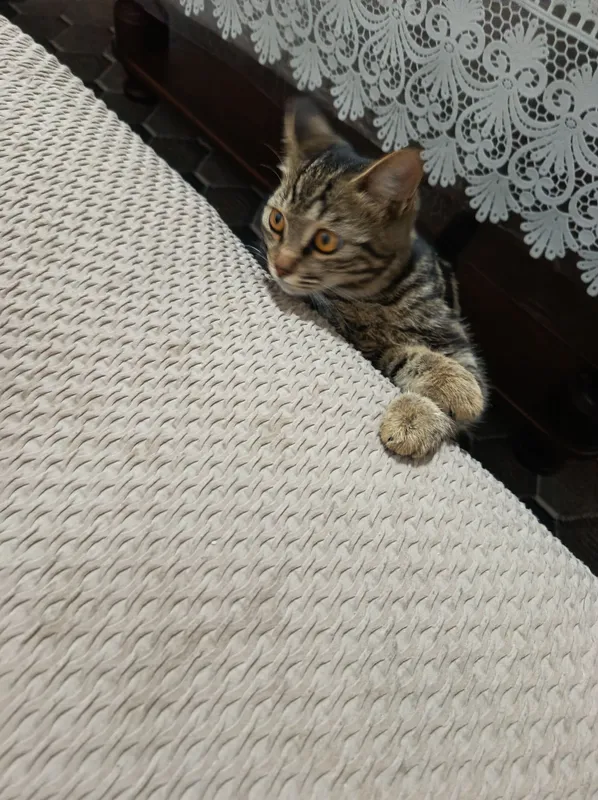 Продаётся котёнок 3