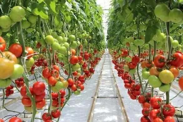 Pomidor sabzovot mahsuloti — фото 1