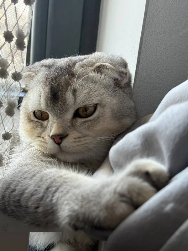 Srochna sotladi Scottish Fold 6