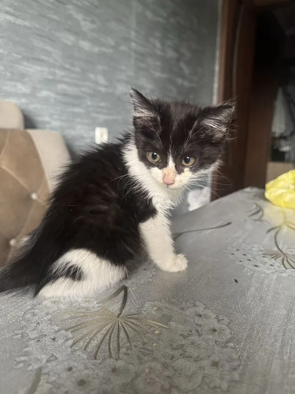 Котик бесплатно