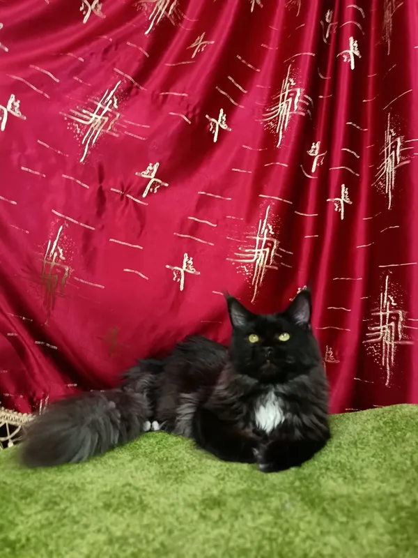 котята мейнкун — фото 5