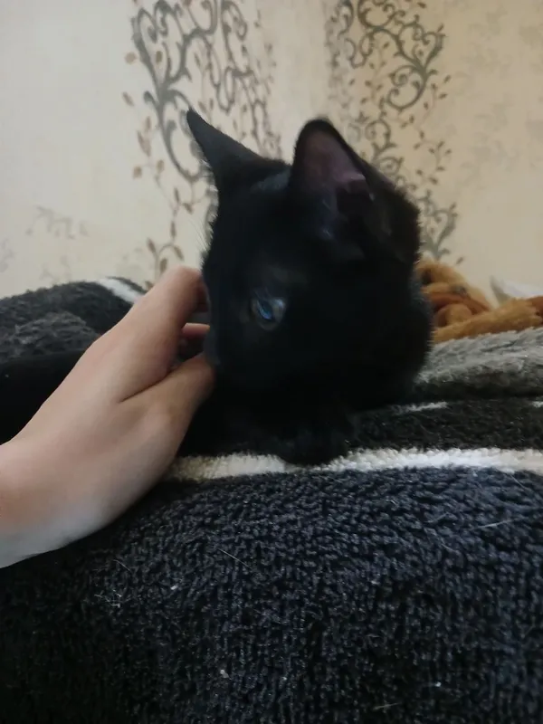 Котёнок черненький 3 Котёнок черненький 3