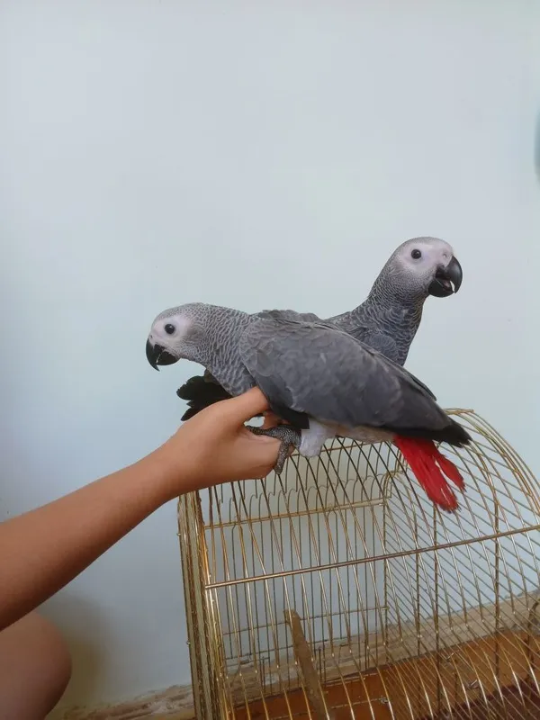 Жако Конго выкормыш ручной 3
