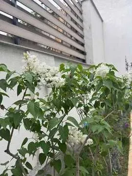 Аренда Евродома 6-соток на Дурмене, Новый Узбекистан роскошный Хай-Тек — фото 3