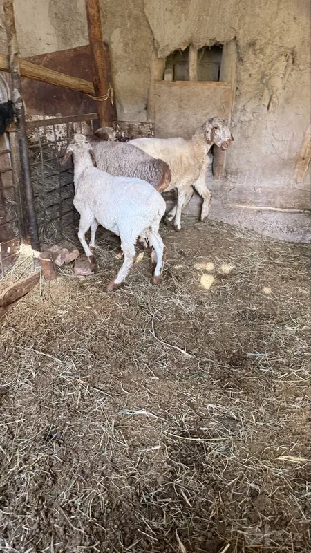 Qazoqi egiz quylar sotiladi 4 Qazoqi egiz quylar sotiladi 4