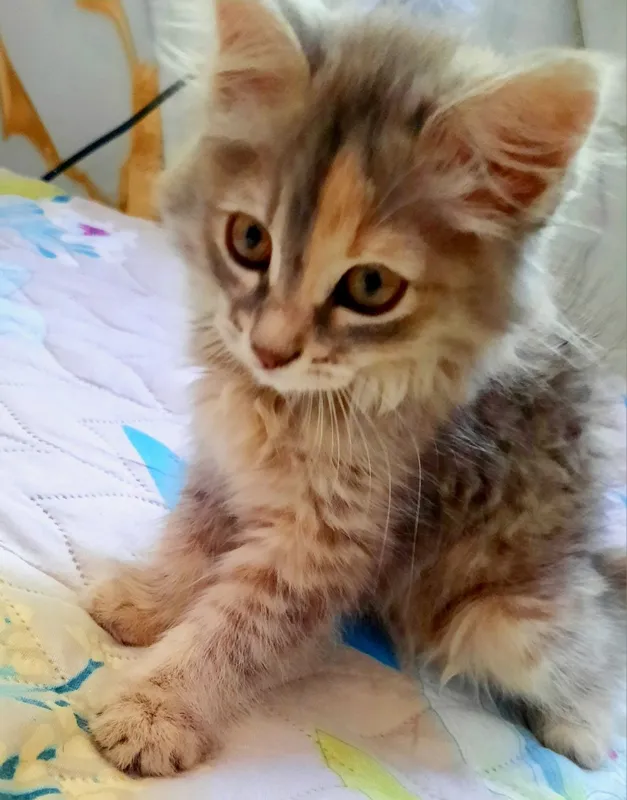 Котёнок ищет себе хозяина 1 Котёнок ищет себе хозяина 1