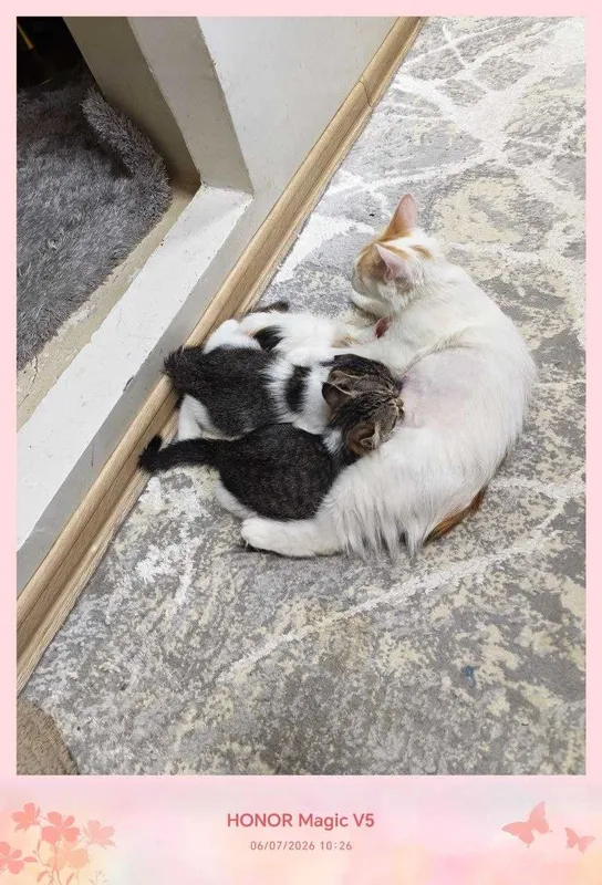 Котенок, дома родился, домашний — фото 3 Котенок, дома родился, домашний — фото 3