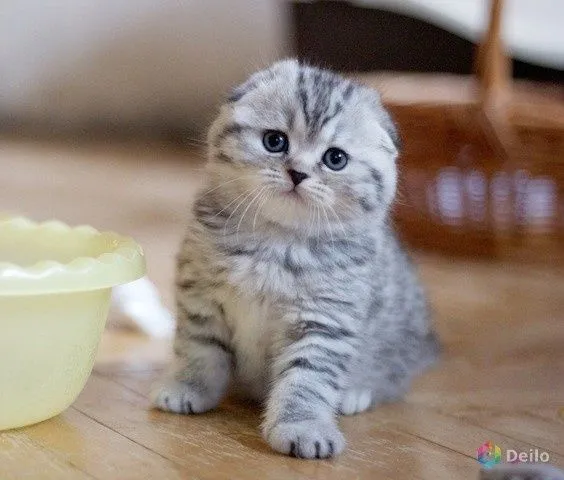 Шотландские вислоухие котята 1 Шотландские вислоухие котята 1