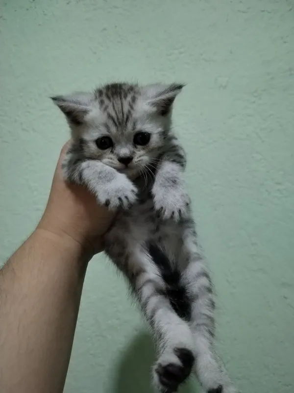 Skotish strayt mushukchalar sotuvda 3 Skotish strayt mushukchalar sotuvda 3