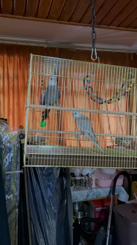 Попугай корелла, пакистанский 5 Попугай корелла, пакистанский 5