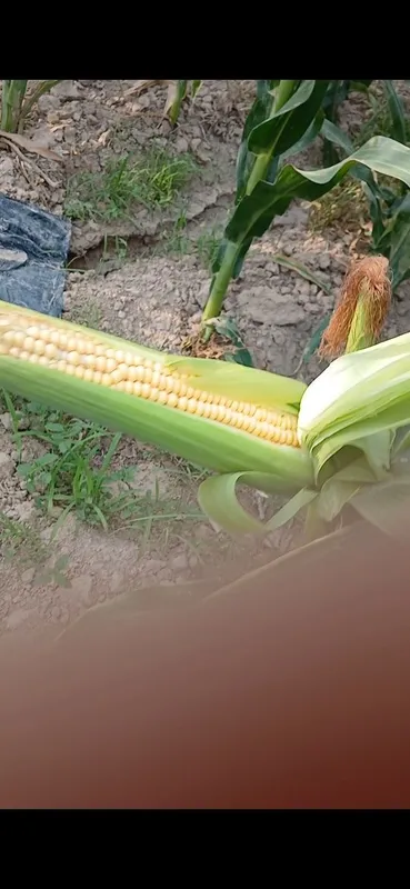 Selos sotladi donliy manzil Toskkent 2