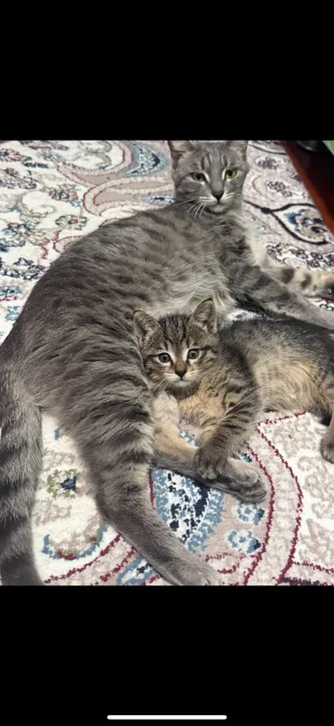 котята даром в добрые руки — фото 3