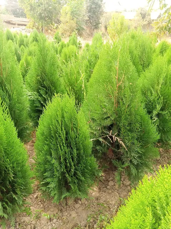 Туя книжная (Thuja plicata) — оптом с собственного поля! — фото 4