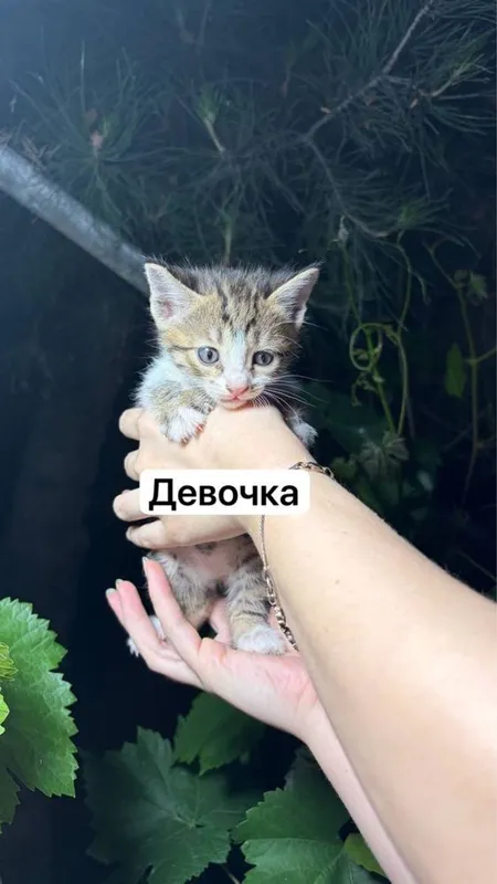 Отдаем котят в добрые руки — фото 1