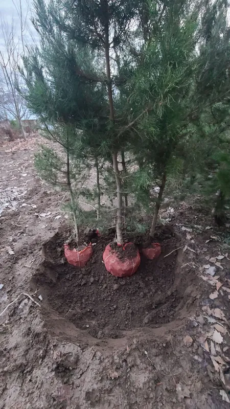 Qarag'ay (Сасна) ko'chatlari sotiladi — фото 1