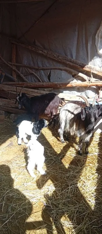 Echilar sotiladi bolasi bln