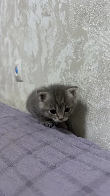 Котята пародистые 5 Котята пародистые 5