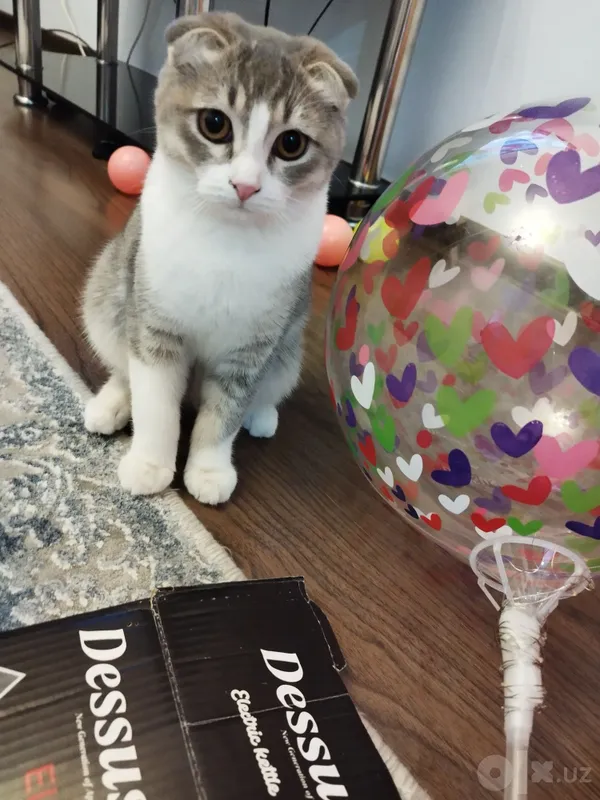 Скоттиш фолд киз 2 Скоттиш фолд киз 2