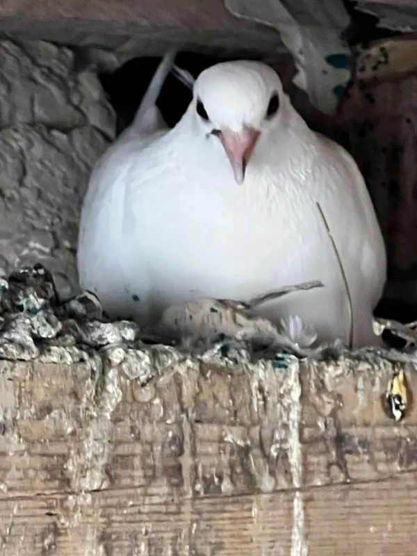 Kabutar qora dum bakin 2