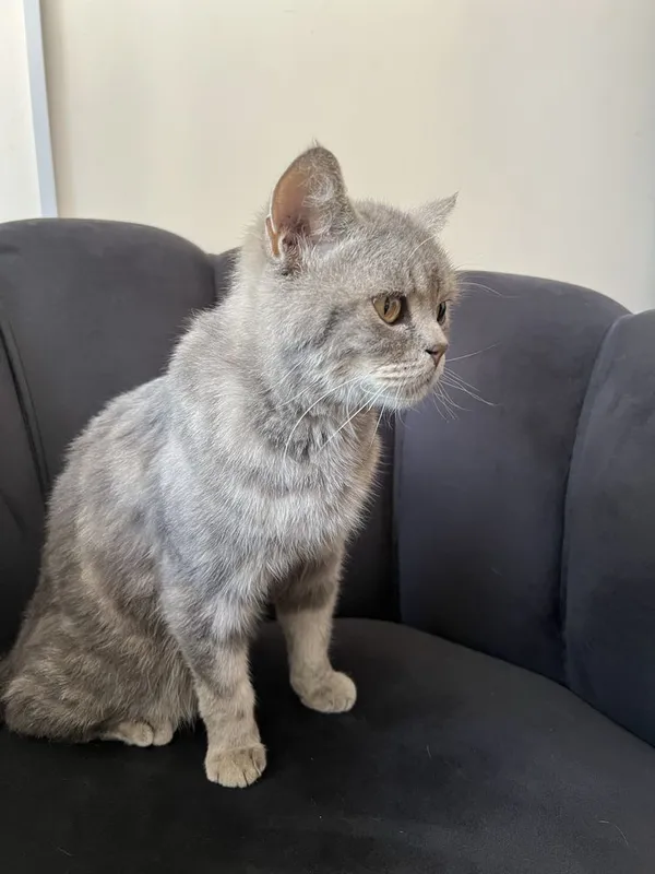 Кошка шотландская 1
