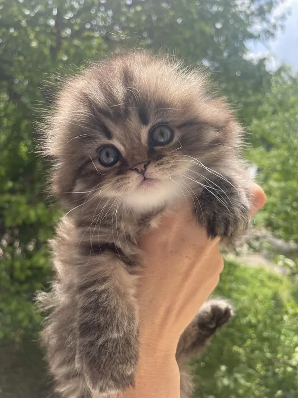 Продаются котенок породы скоттиш страйт — фото 2