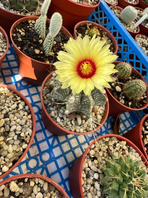 Продам кактус Astrophytum capricorne var. minor