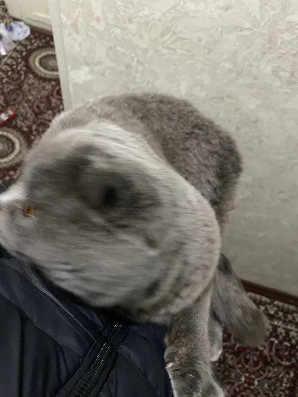 Mushuk sotiladi holati yaxshi semizgina 2 Mushuk sotiladi holati yaxshi semizgina 2