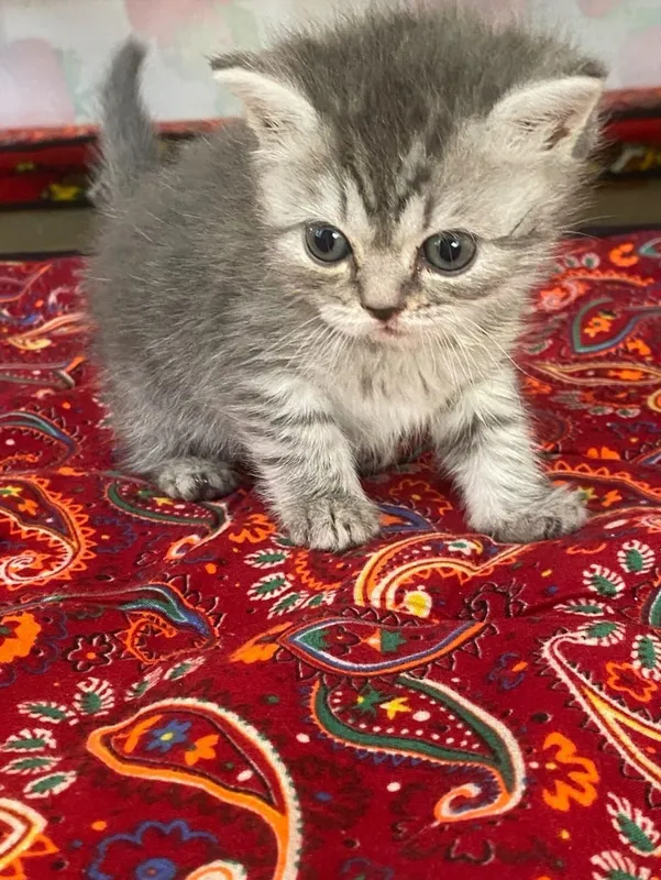 Продам котят породистые 3