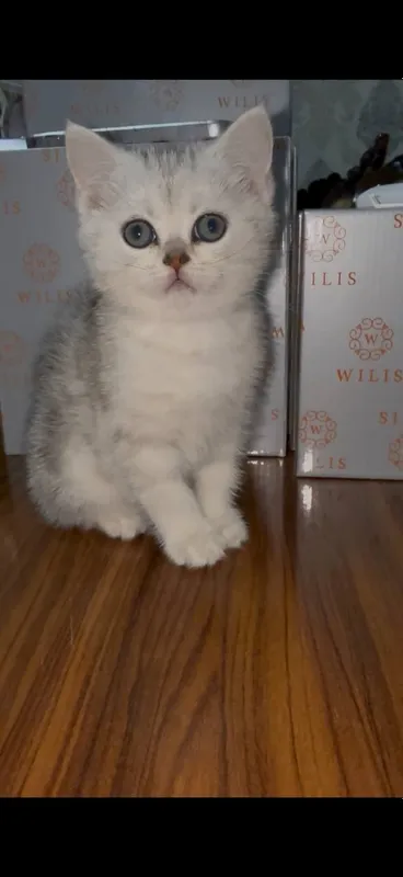 Котенок девочка
