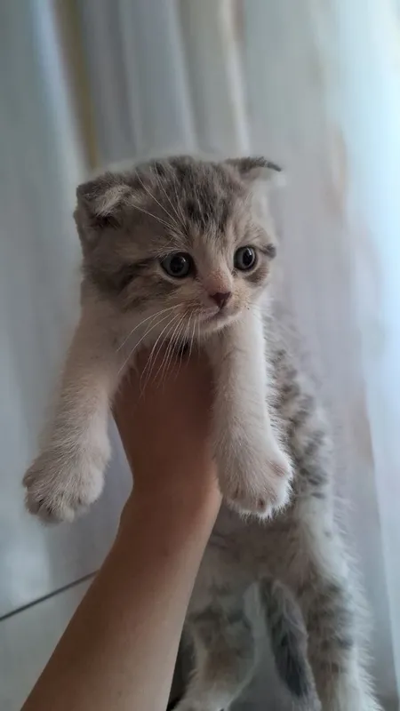Фолд, страйт Фолд, страйт