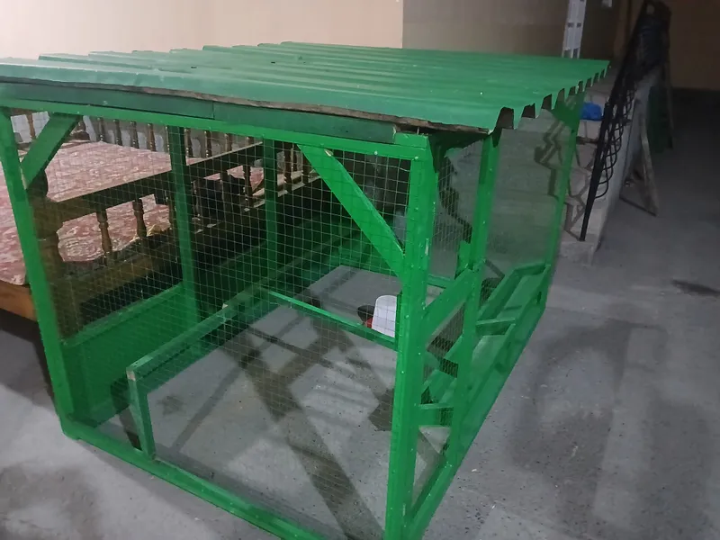 tovuq katak