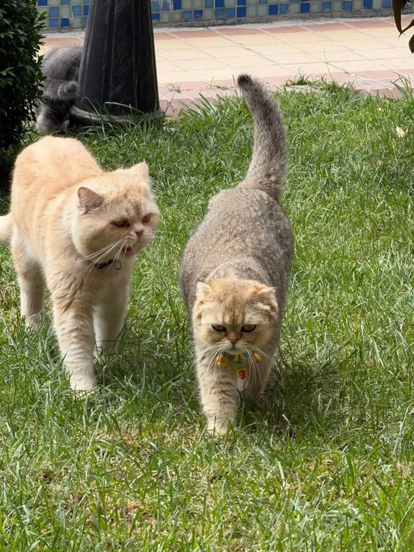 Skotish fold mushukchalari скотиш фолд шиншила — фото 3