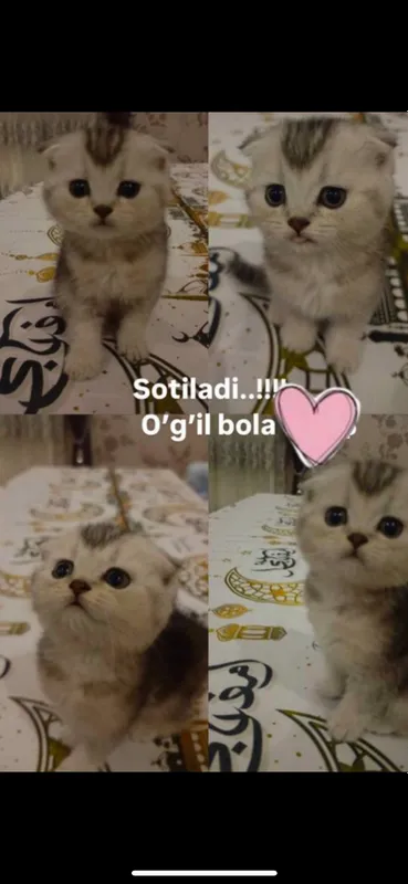 Shinshilla Shinshilla