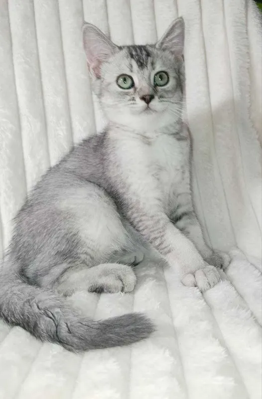 Продается котенок серебристая шиншилла, девочка.Срочно! 3 Продается котенок серебристая шиншилла, девочка.Срочно! 3