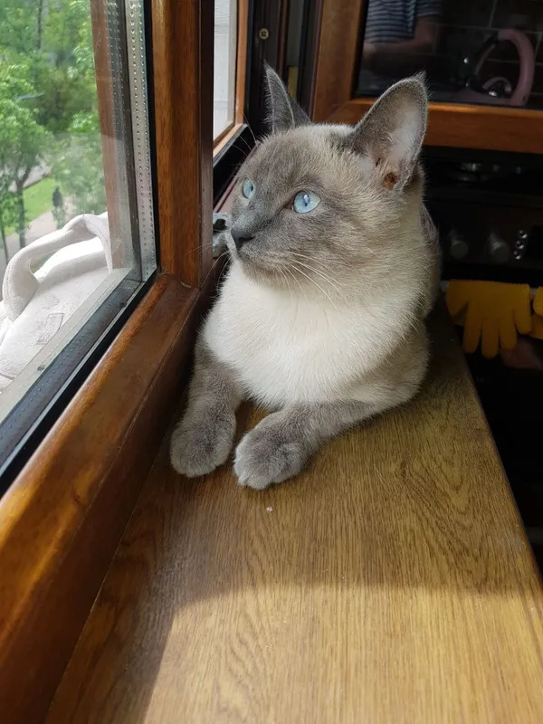Пропал сиамскмй кот . Карасу 1 1 Пропал сиамскмй кот . Карасу 1 1