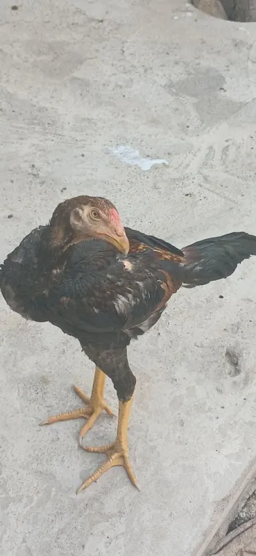 Dakan jo'ja xoroz sotlad 1 Dakan jo'ja xoroz sotlad 1