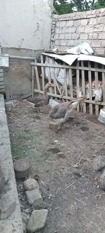 Bostirish un Ukrain gigant parodali g'oz tuxumlari sotiladi