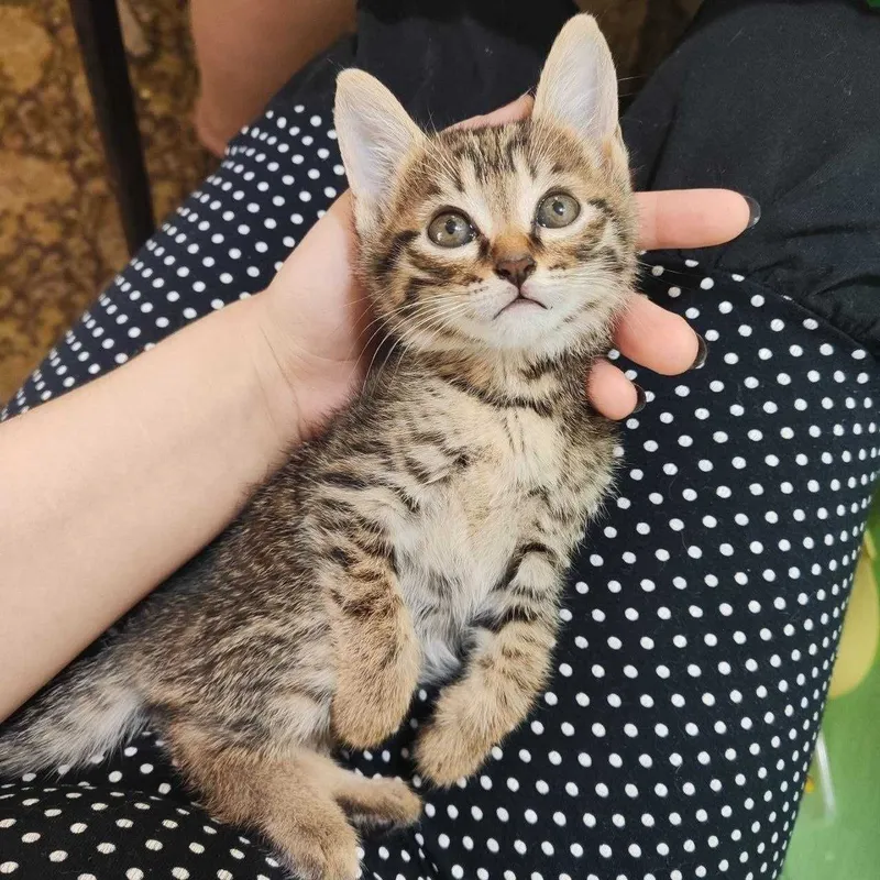 Котята мальчики в добрые руки 2 Котята мальчики в добрые руки 2