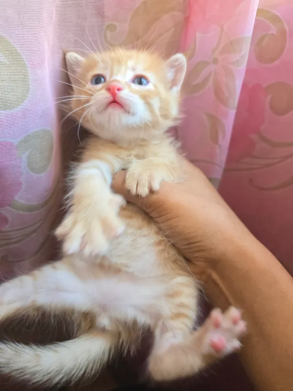 scottish fold straiht 2 scottish fold straiht 2