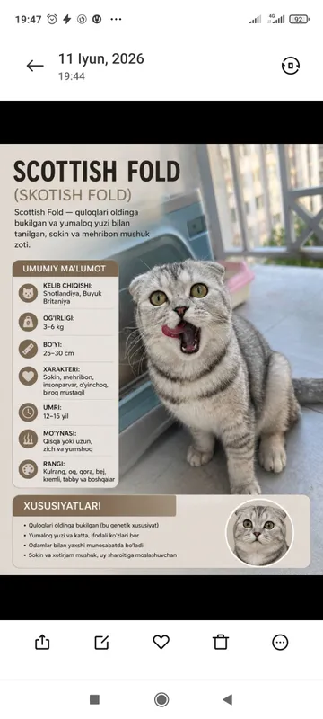 SCOTTISH FOLD MUSHUGI (Bembi) — фото 1