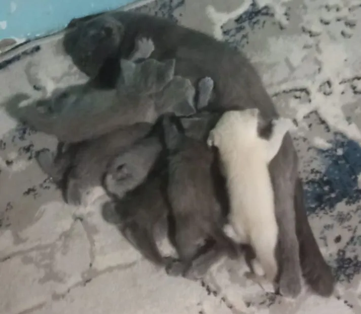 Продам котят 6 Продам котят 6