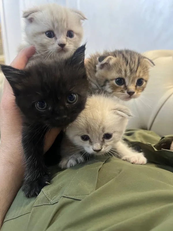 Продаются котята Scottish Fold и Straight 3