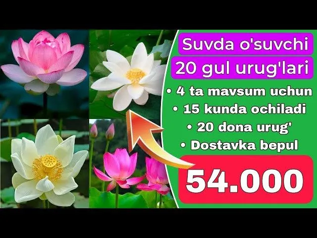20 xil gul urug' 20 kunda ochiladi bepul dostavka — фото 2