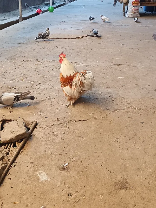 Choyne xoroz sotladi 3 Choyne xoroz sotladi 3