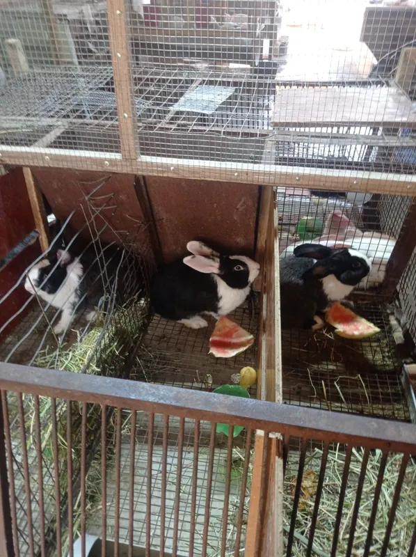 Панда гибриды ,кккккк