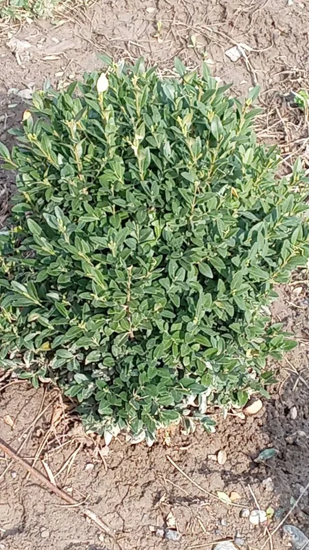 Shamshod eng zoʻrlari bizda — фото 3