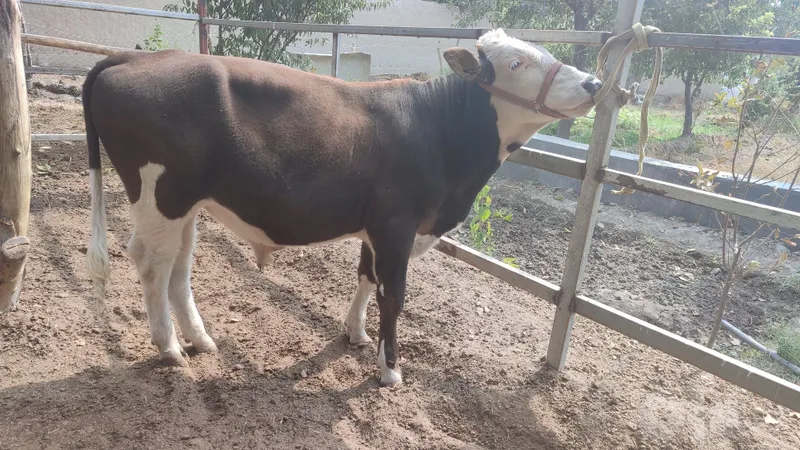 Симментальский бычок 1 Симментальский бычок 1