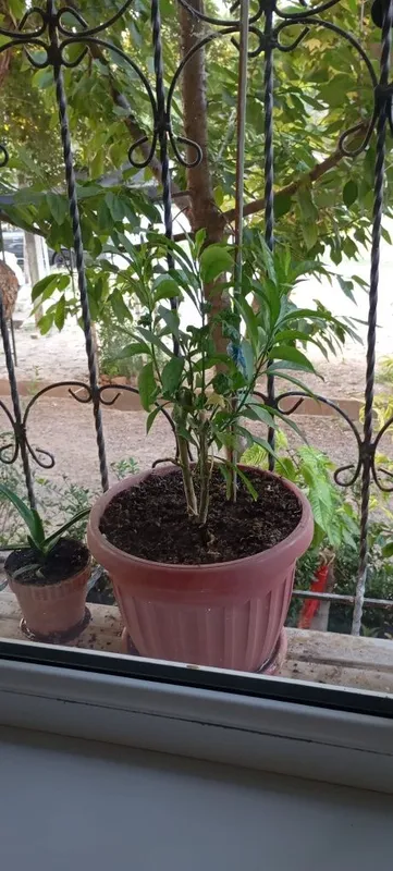 Aloe guli , Алое гули 1 Aloe guli , Алое гули 1